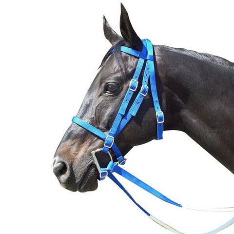 Bright blue bridle on a black horse