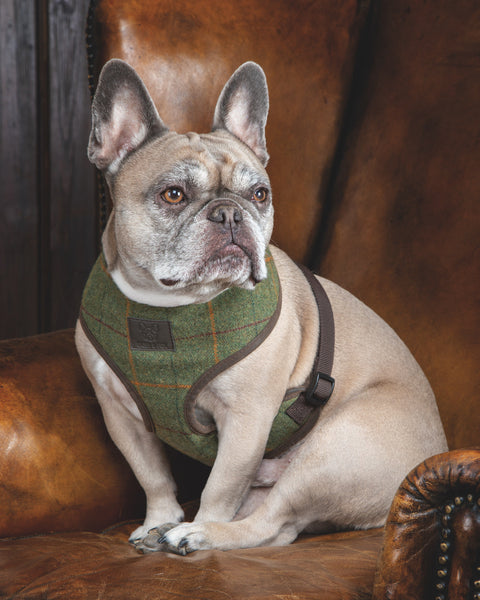 Shires Digby & Fox Tweed Dog Harness