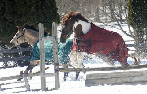 Grewal Equestrian™ 1200D 100 Gram Ripstop Turnout Blanket