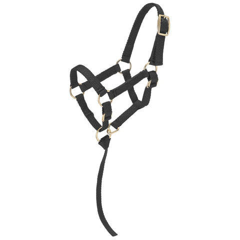 Black halter and lead on a white background