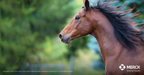 Safe-Guard® Dewormer