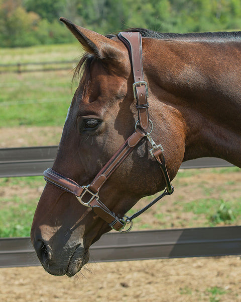 Henri de Rivel Stress Free Halter with Fancy Contrast Stitching