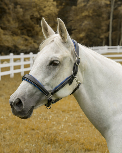 Henri de Rivel Cahill Padded Halter