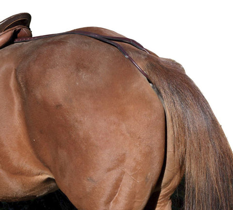 Tory Leather Company Horse Crupper/Aluminum Plate