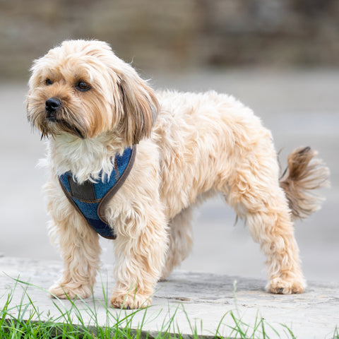 Shires Digby & Fox Tweed Dog Harness