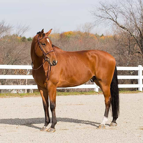 Horze Harrison Bridle